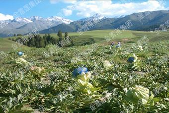 Photo-little