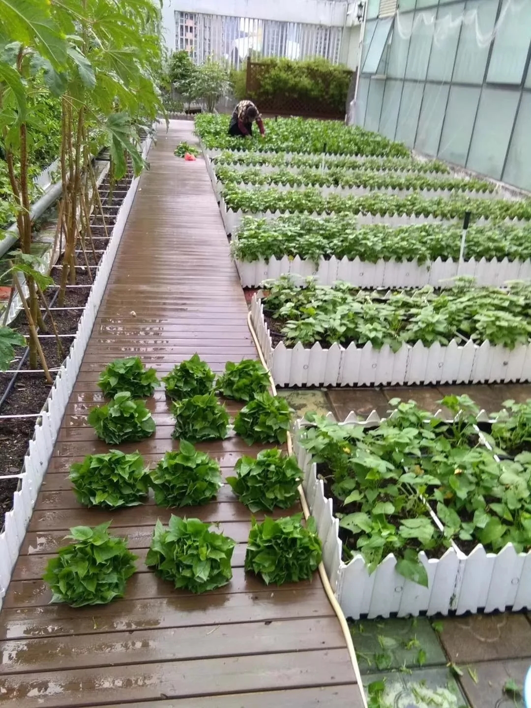 【阳台种菜】菜博士智慧阳台: 植物扎根屋顶,为城市锦上添花!